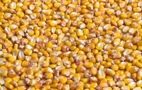 Corn Stock Photos