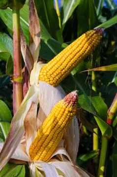 Corn Stock Photos