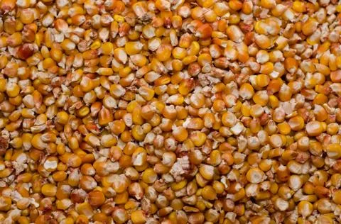 Corn Stock Photos