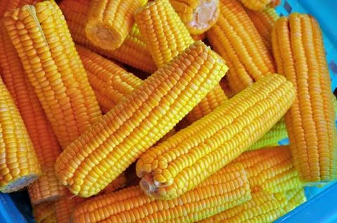 Corn Stock Photos