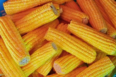 Corn Stock Photos