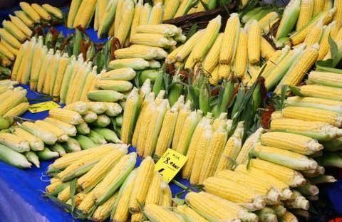 Corn Stock Photos