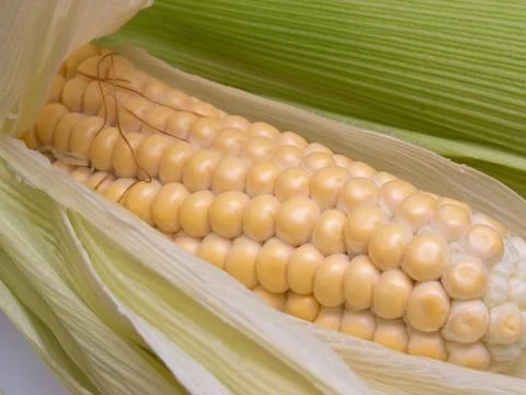Corn Stock Photos