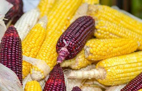 Corn Stock Photos