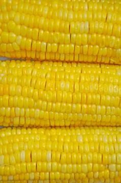 Corn 스톡 사진