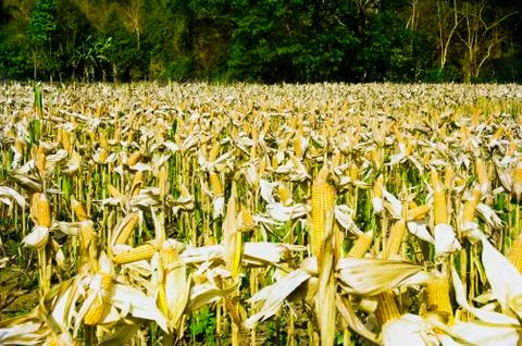 Corn 스톡 사진