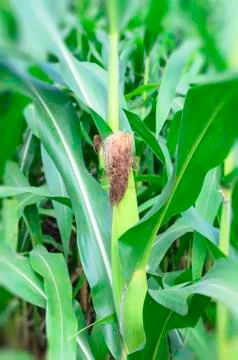 Corn Stock Photos
