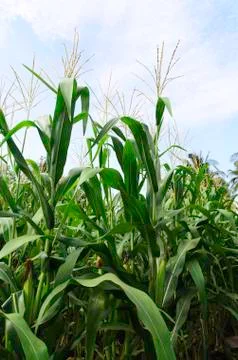 Corn Stock Photos