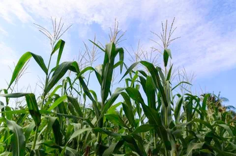 Corn Stock Photos