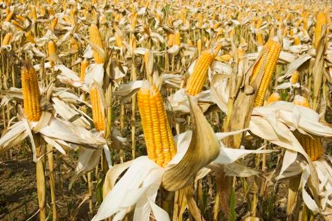 Corn Stock Photos