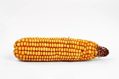 Corn Stock Photos