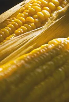 Corn Stock-Fotos