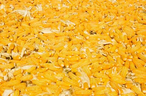 Corn Foto stock
