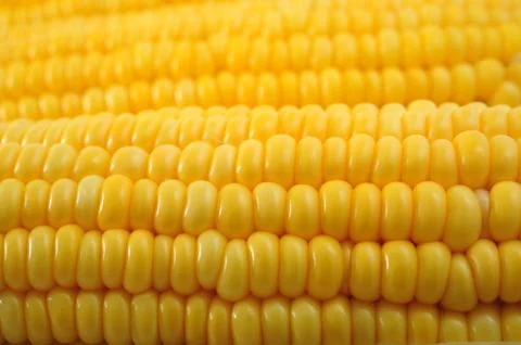 Corn Stock Photos