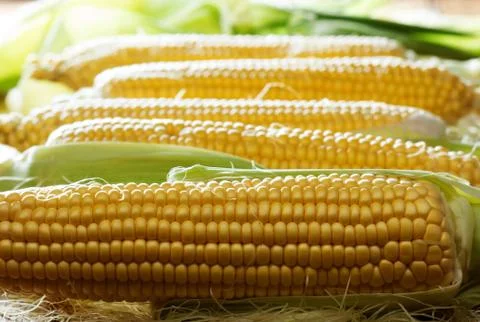 Corn Stock Photos
