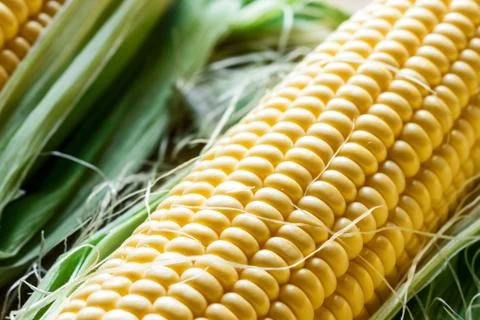 Corn Stock Photos