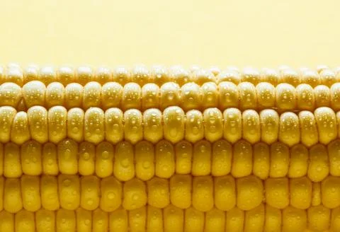 Corn Foto stock