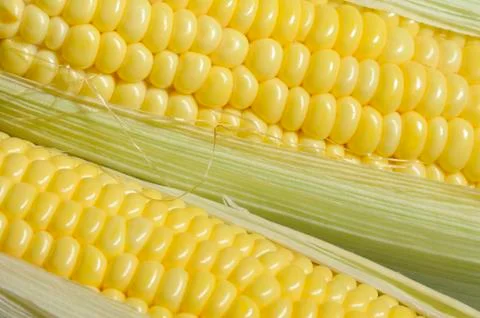 Corn Stock Photos