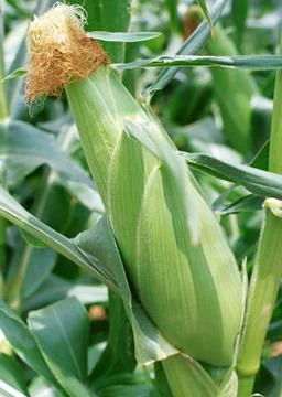 Corn Stock Photos