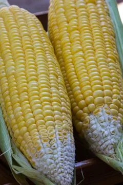 Corn Stock Photos