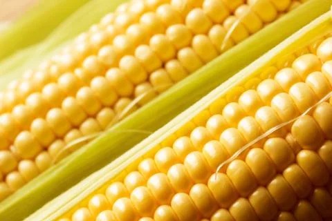 Corn Stock Photos