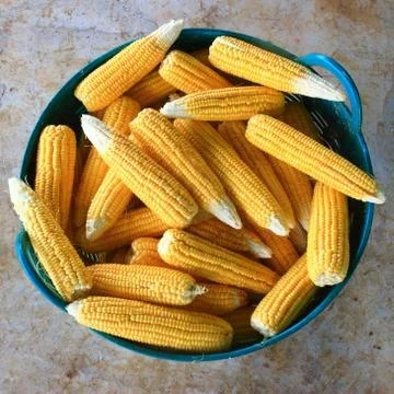 Corn Stock Photos