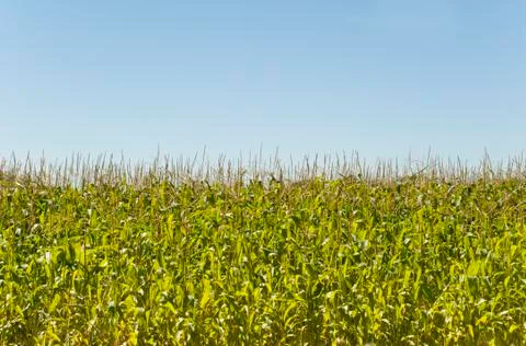 Corn Stock Photos