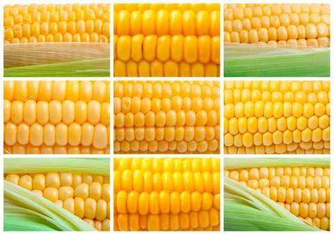 Corn Stock Photos