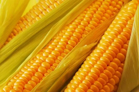Corn Stock Photos