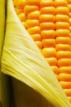 Corn Stock Photos