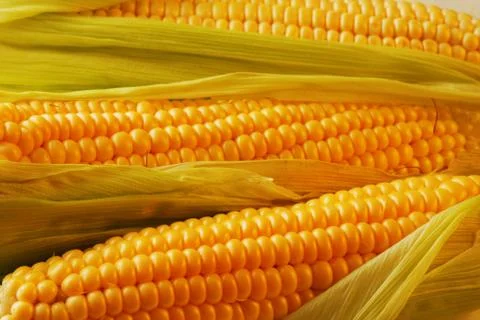 Corn Stock Photos