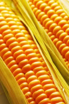 Corn Stock Photos