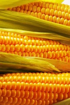 Corn Stock Photos