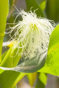 Corn Stock Photos