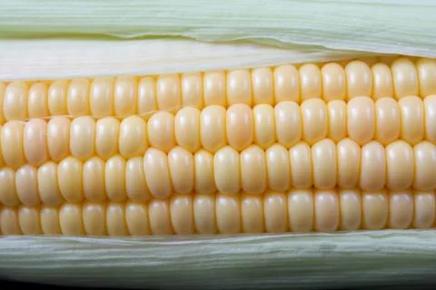 Corn Stock Photos