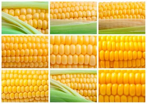 Corn Foto stock