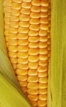 Corn Stock Photos