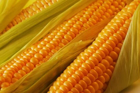 Corn Stock Photos