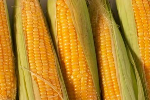 Corn Stock Photos
