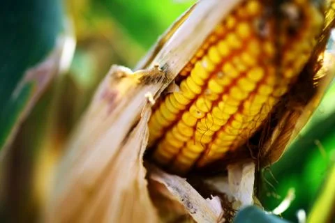 Corn Stock Photos