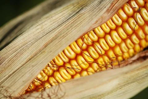 Corn Stock Photos