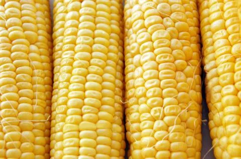 Corn Stock Photos
