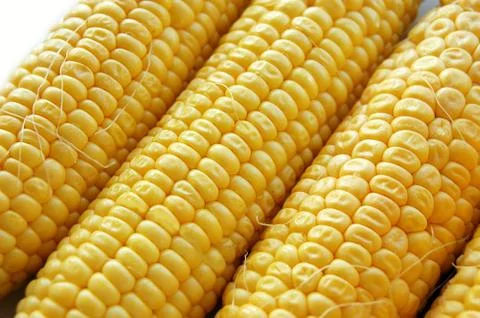 Corn 스톡 사진