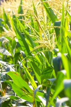 Corn Stock Photos