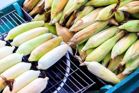 Corn Stock Photos