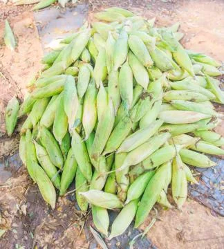 Corn Stock Photos