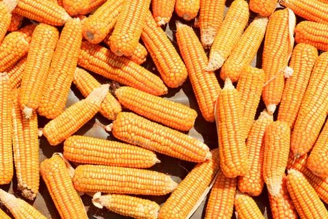 Corn Stock Photos