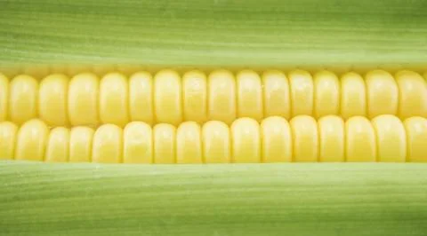 Corn Stock Photos