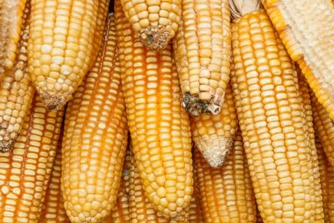 Corn Stock Photos