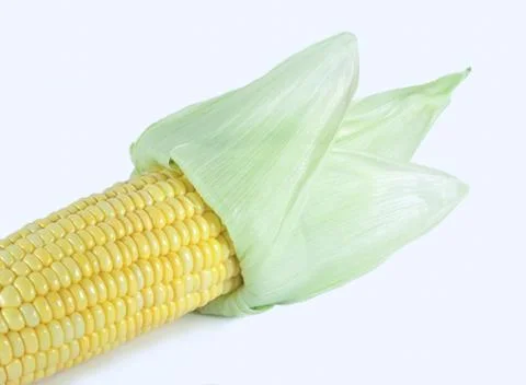 Corn . Stock Photos
